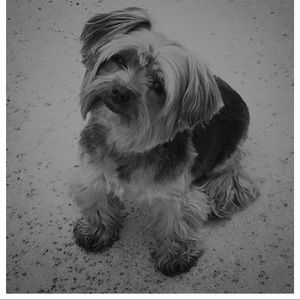 Meet your Posher, Sara